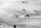 A surfer watches a group of dolphins leap in the waters of Bondi Beach in Sydney September 25, 2012. Dolphins are a common sight along Sydney’s world famous beaches, as they venture close to shore in search of small fish.